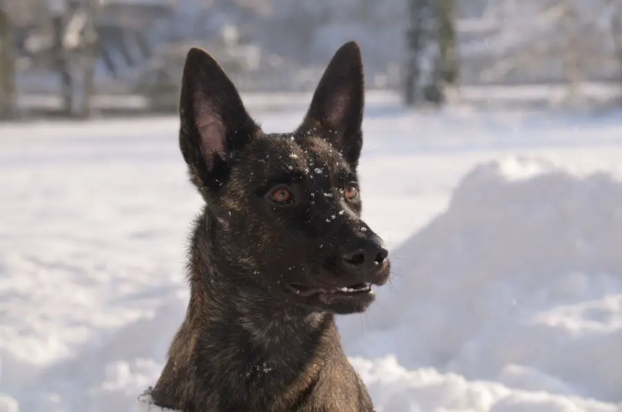 owczarek holenderski portret psa zimą