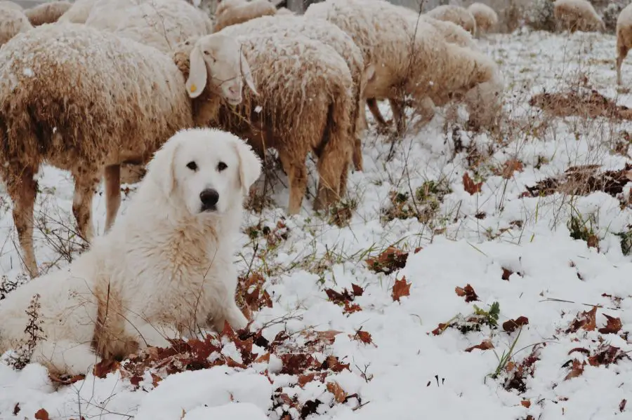 owczarek maremma pies pilnuje stada owiec w śniegu