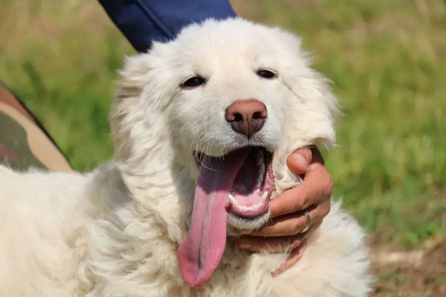 owczarek maremma portret psa z wyciągniętym językiem