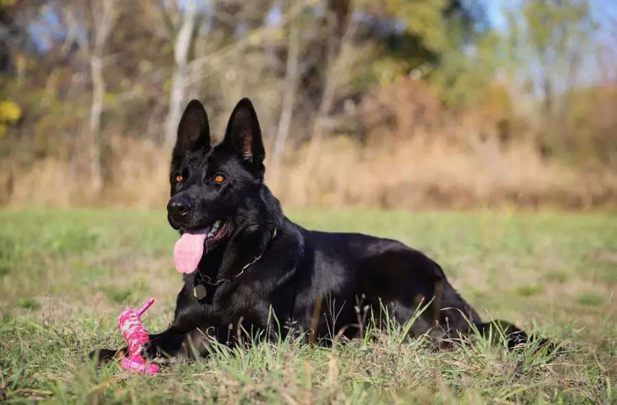 owczarek niemiecki krótkowłosy czarny dorosły pies leży na trawie z zabawką
