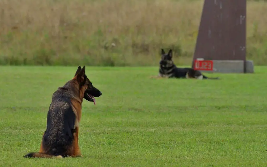 owczarek niemiecki krótkowłosy dwa psy na placu treningowym
