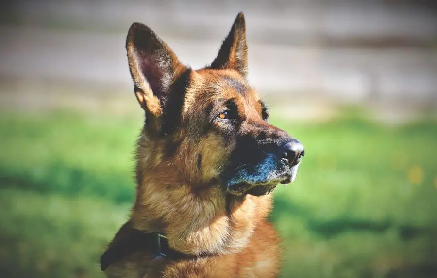 owczarek niemiecki krótkowłosy portret starszego psa