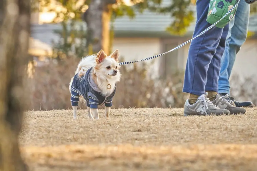Pies chihuahua w ubranku na spacerze