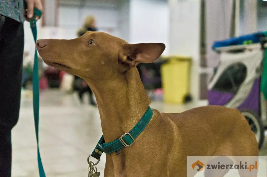 pies faraona w zielonej obroży na wystawie psów rasowych