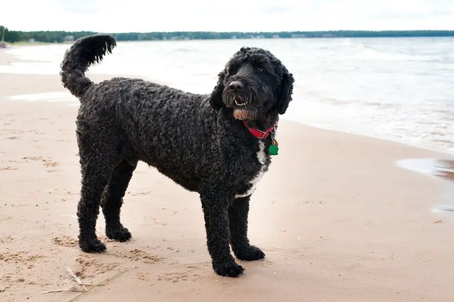 portugalski pies dowodny pies stoi na plaży