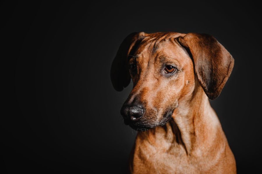 rhodesian ridgeback portret psa na czarnym tle