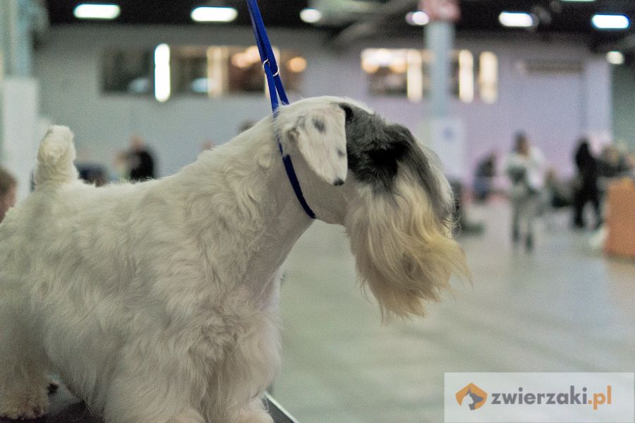 sealyham terrier stoi na stole do groomingu na wystawie psów rasowych