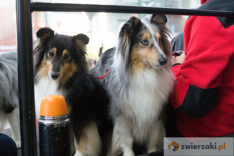 sheltie owczarki szetlandzkie stoją na trybunach na wystawie psów rasowych