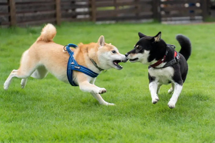 dwa psy Shiba inu bawią się