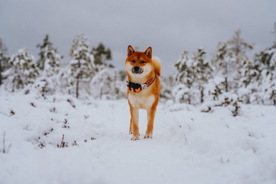 Shiba inu stoi na śniegu