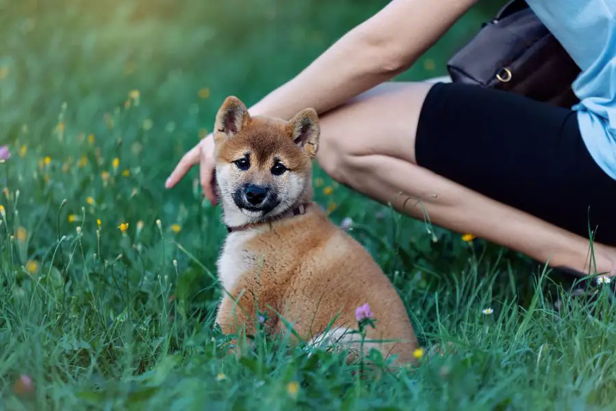 shiba inu szczeniak siedzi obok opiekuna na trawie