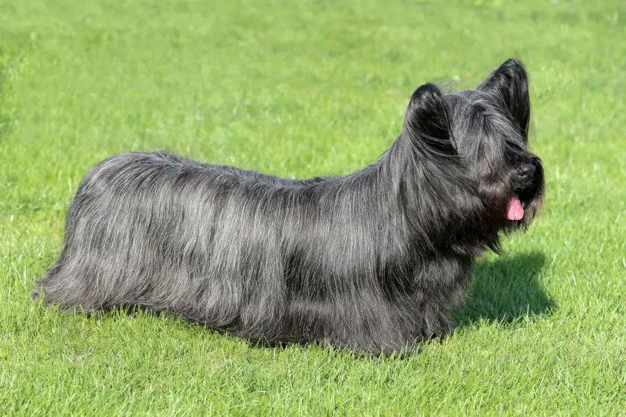 Skye terrier stoi na trawie