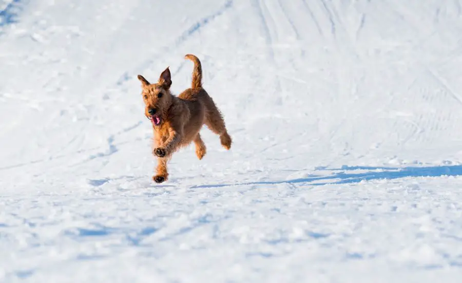 terier irlandzki pies biegnie po śniegu