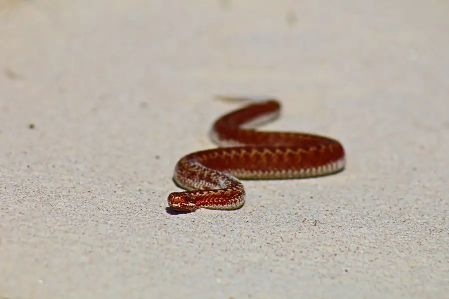 węże w polsce - czy żmija zygzakowata jest niebezpieczna? 