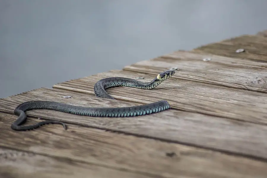 węże w polsce - niejadowite węże w Polsce – zaskroniec zwyczajny