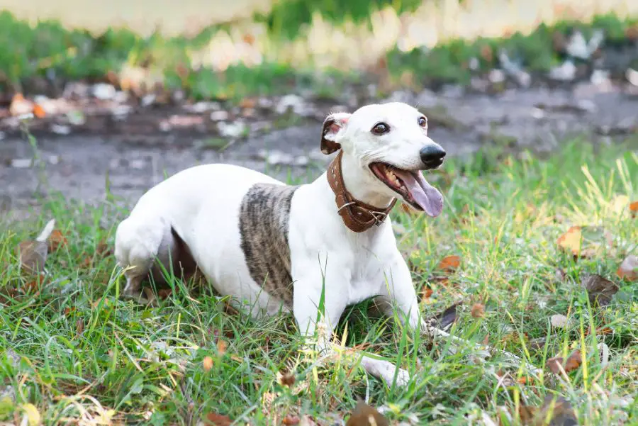 whippet chart angielski pies leży na trawniku