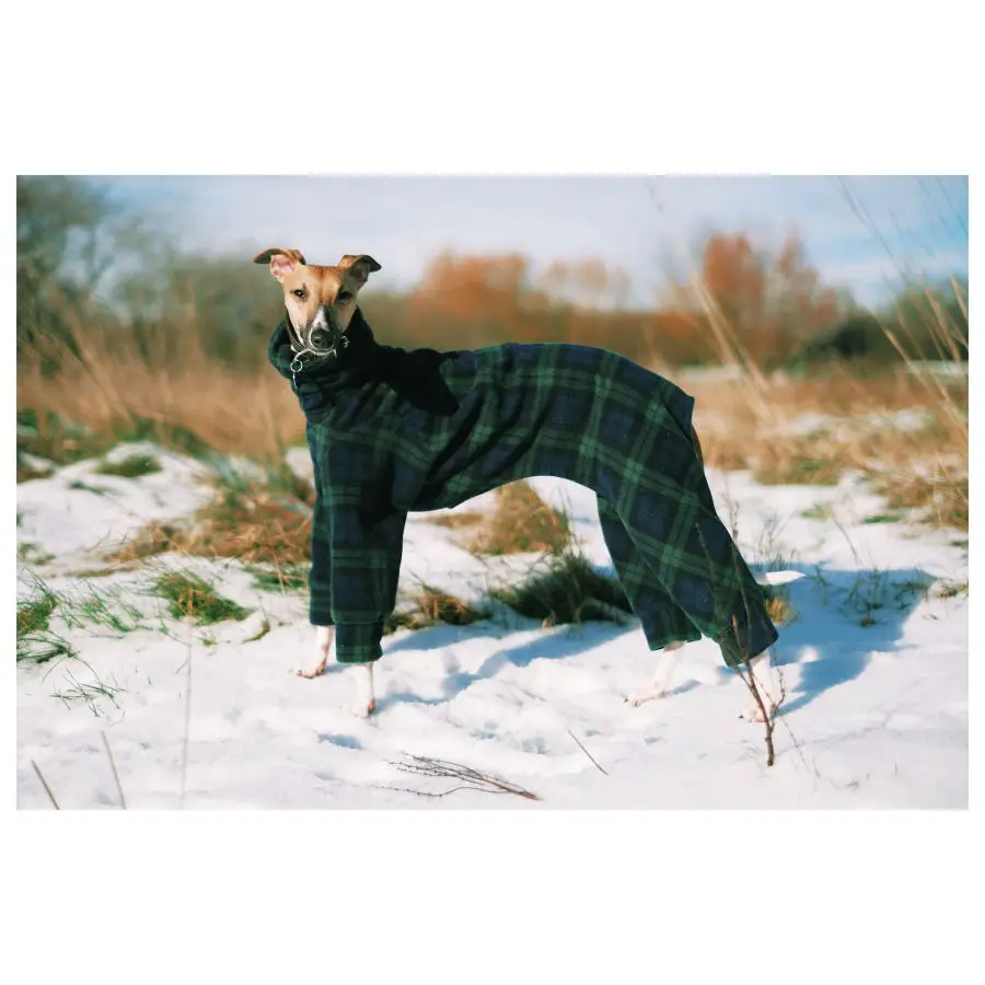 whippet chart angielski pies w ubraniu stoi zimą