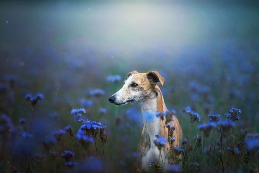 whippet chart angielski pies na tle niebieskich kwiatów
