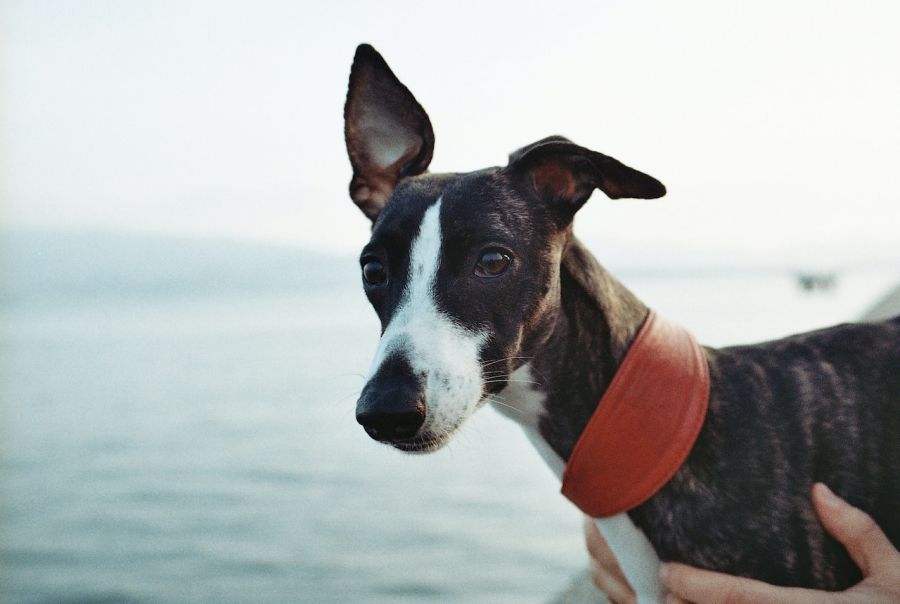 whippet chart angielski portret psa w czerwonej obroży na tle morza