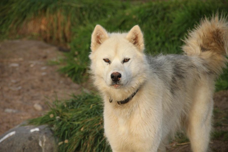 wygląd i pielęgnacja kanadyjskiego psa eskimoskiego