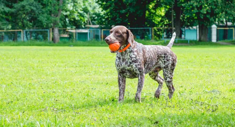 wyżeł niemiecki krótkowłosy pies stoi na trawniku z piłką w pysku