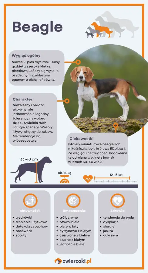 infografika beagle