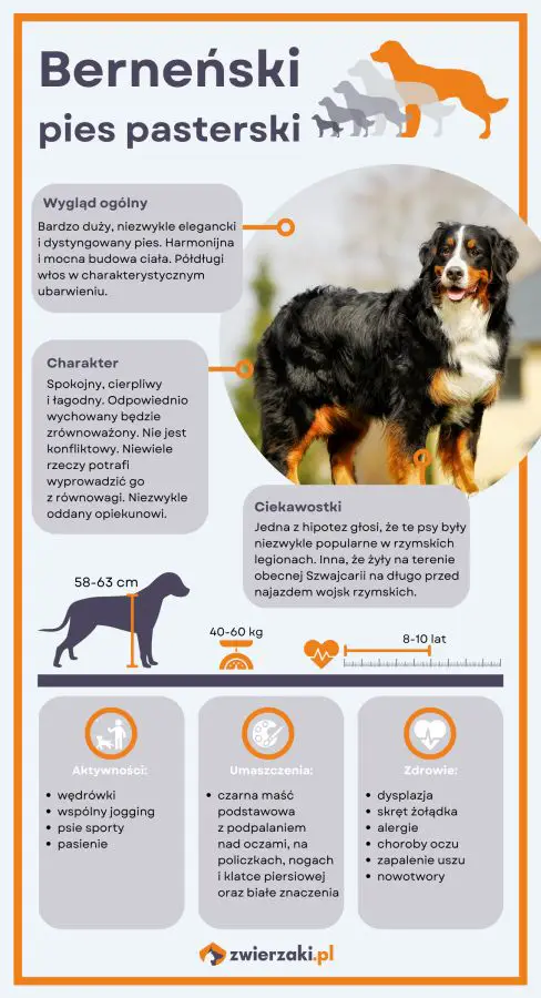 berneński pies pasterski infografika