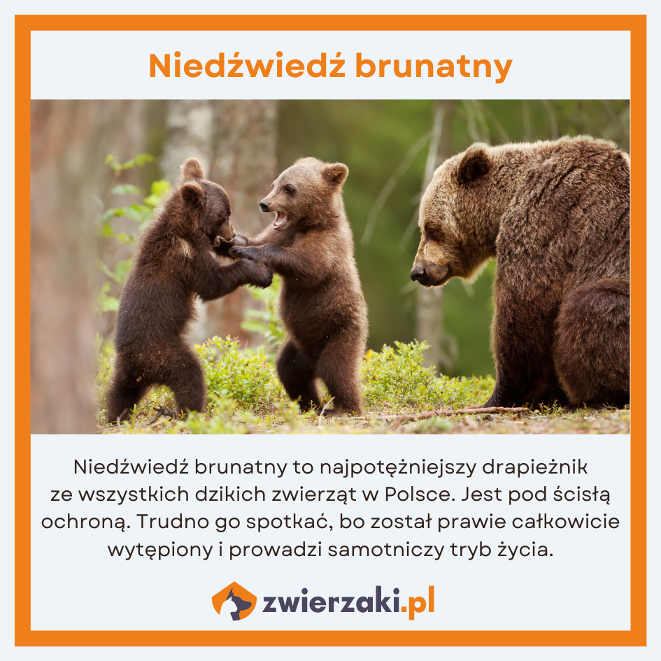 dzikie zwierzęta w polsce niedźwiedź brunatny infografika