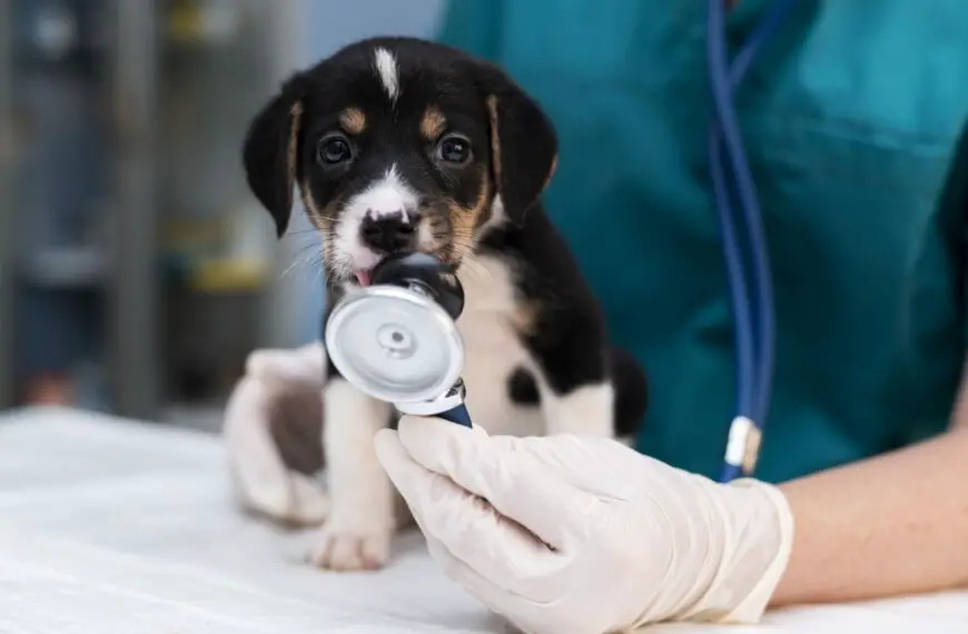 cennik usług weterynaryjnych 2022 – ile kosztuje leczenie psa lub kota?