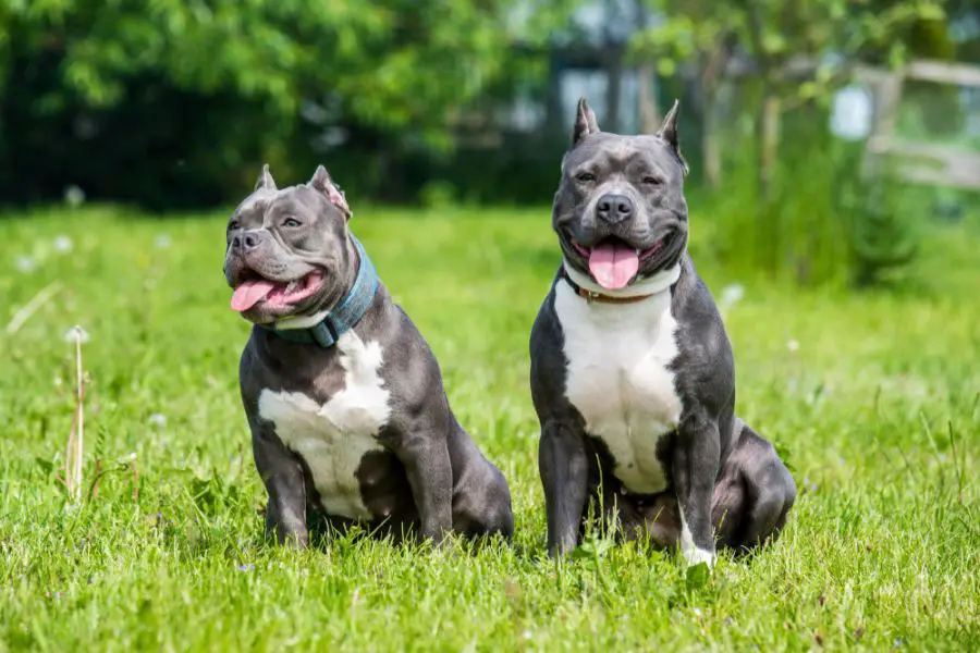 amstaff blue pies i suka siedzą na trawniku