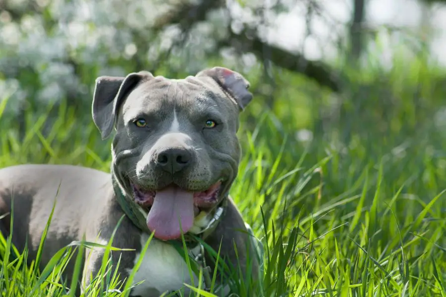 amstaff blue pies z naturalnymi uszami leży w trawie
