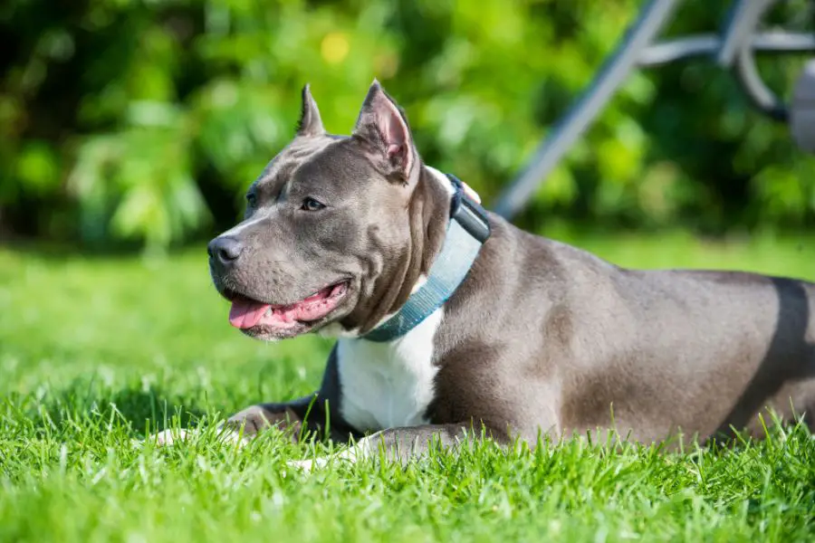 amstaff blue pies w grubej obroży leży na trawie