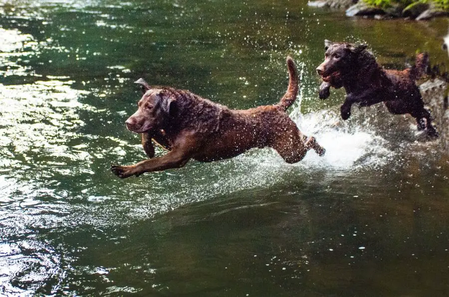 aportery chesapeake bay retriever dwa psy biegną w wodzie
