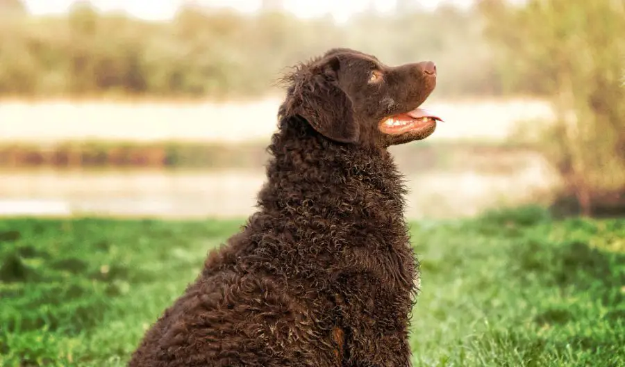 aportery curly coated retriever pies siedzi i patrzy w opiekuna w tle woda