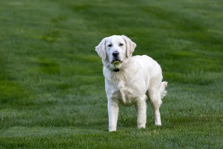 aportery golden retriever pies stoi na trawniku
