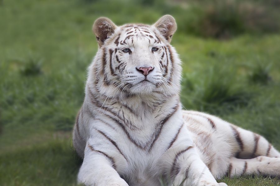 Białe tygrysy