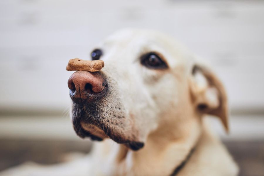 Ciastka dla psa – pyszna nagroda