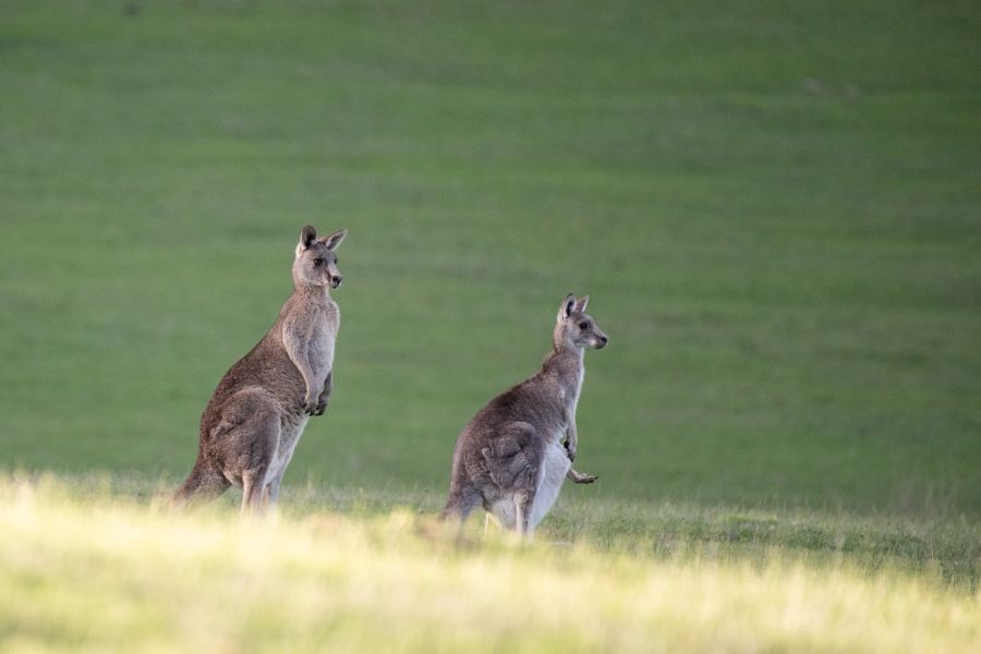 Ciąża i rozród kangura
