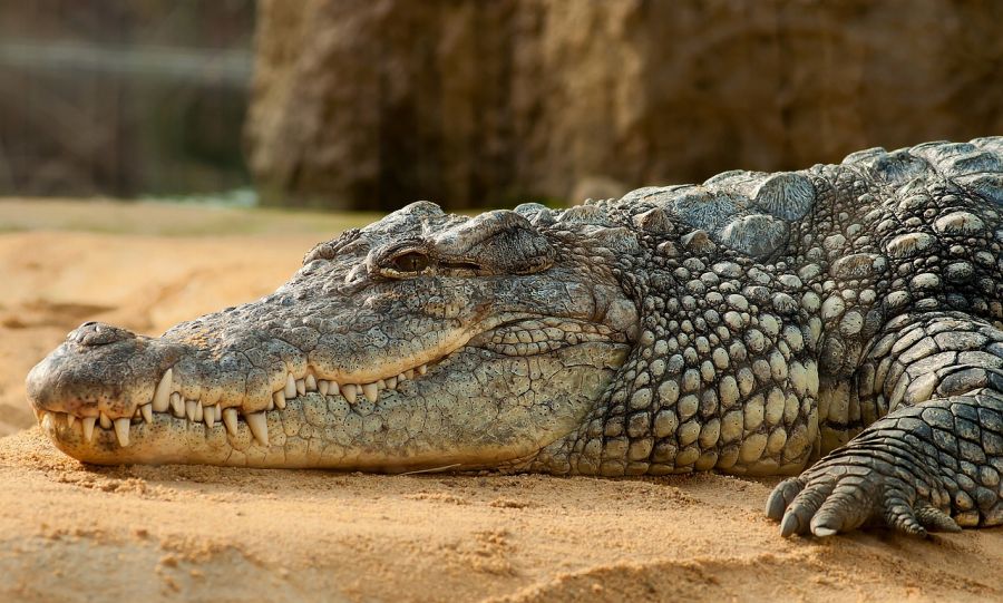 Ciekawostki o krokodylach