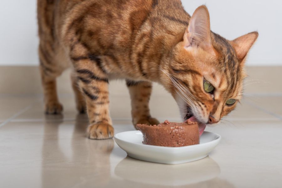 co zawiera najlepsza karma mokra dla kota po sterylizacji?