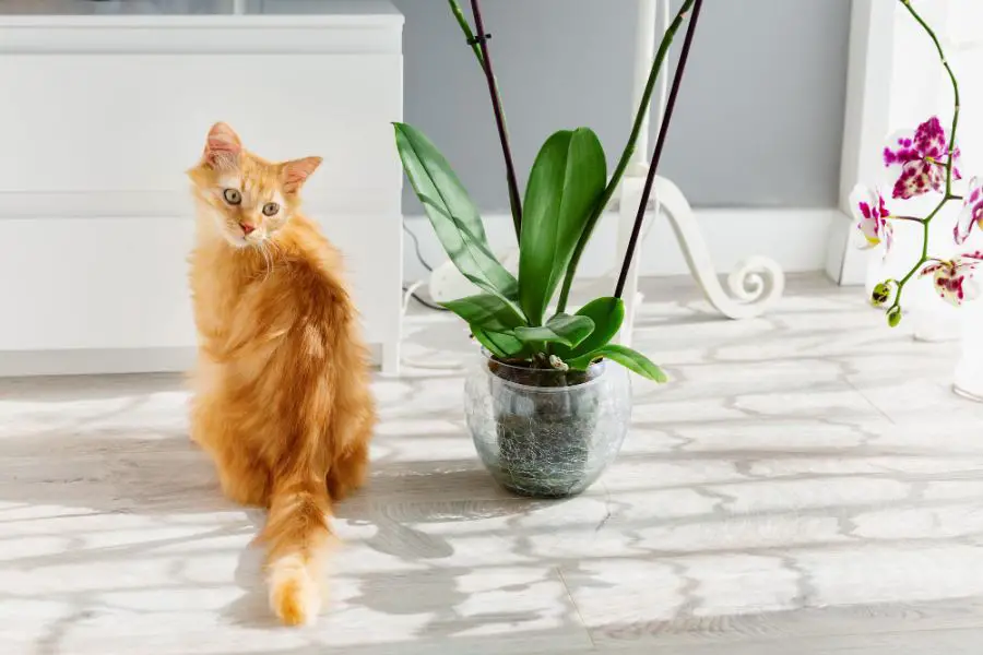 Czy storczyki to rośliny szkodliwe dla kota?