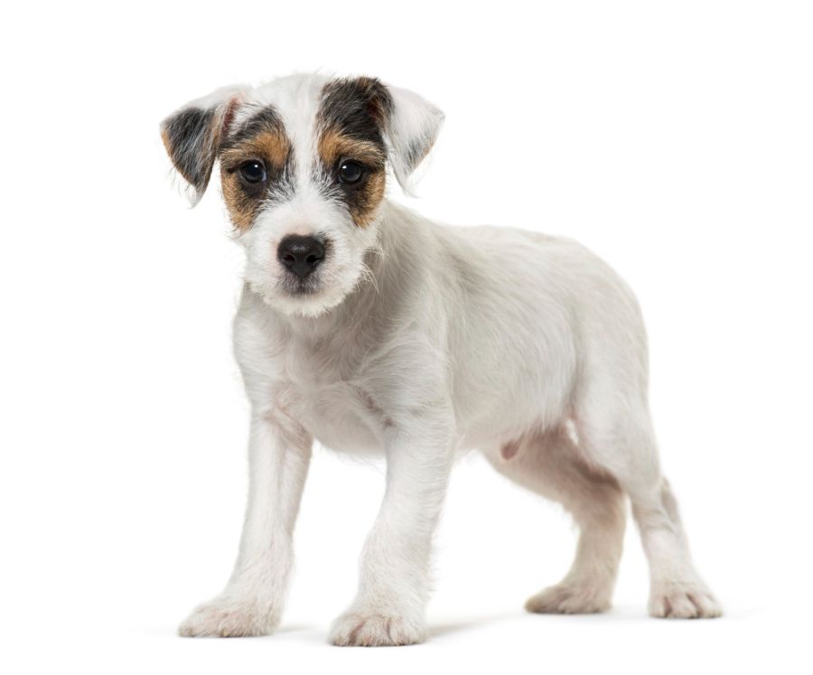 Czy terrier parson russel jest psem dla ciebie? 