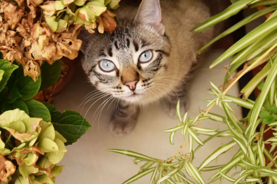 Czym grozi zjedzenie roślin szkodliwych dla kota?