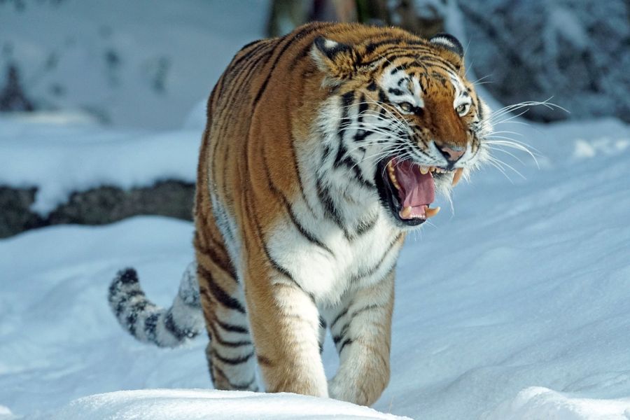 Czym się charakteryzuje tryb życia tygrysa?