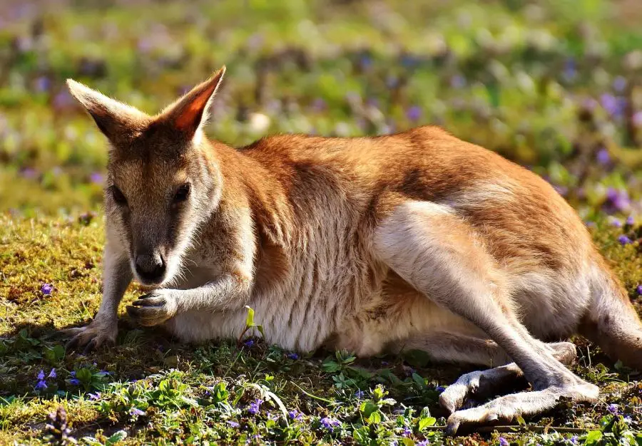 Czym się żywi kangur?