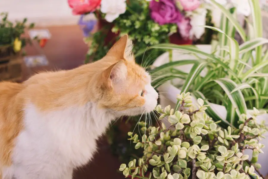 Dlaczego kot gryzie toksyczne rośliny?