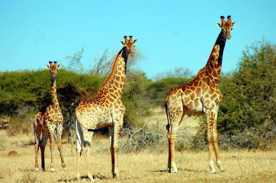 Długie język, nogi i szyja, czyli opis wyglądu żyrafy