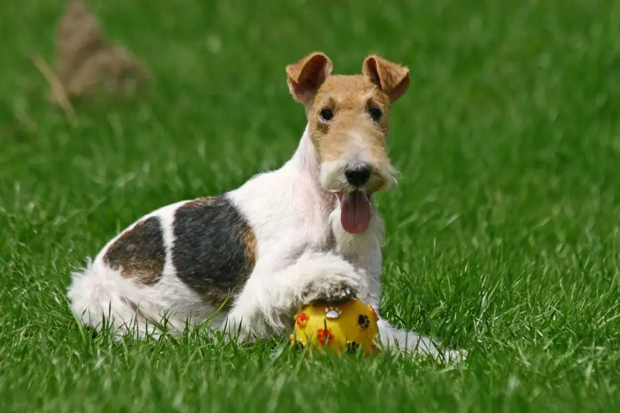 foksterier szorstkowłosy pies leży na trawie z łapą na piłce