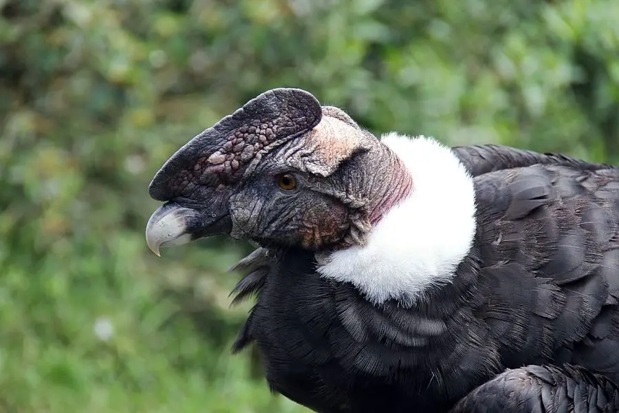 Grupa osobnicza i rozmnażanie kondorów