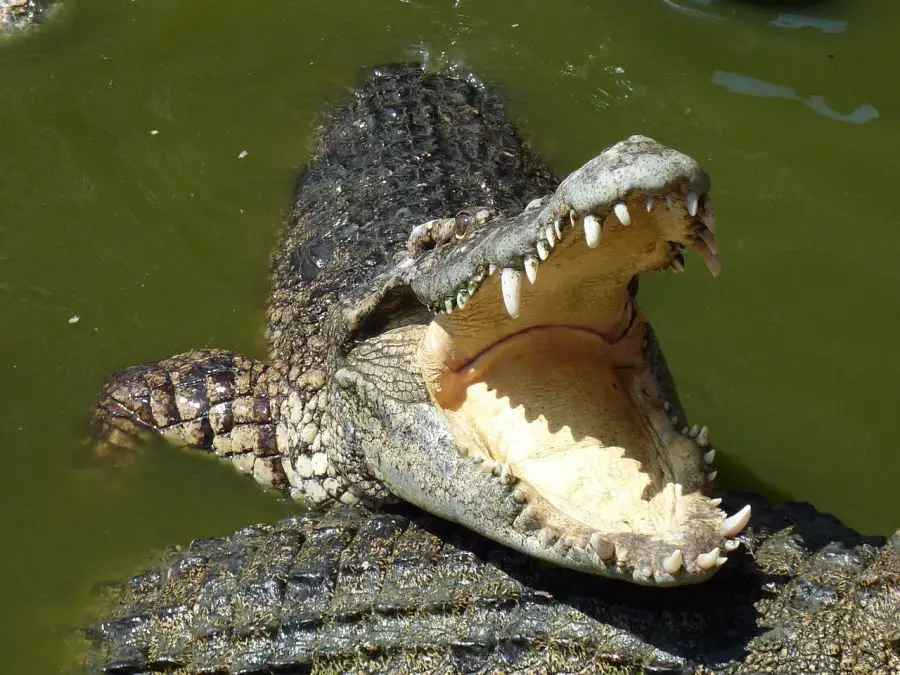 Grupa osobnicza i rozmnażanie krokodyli